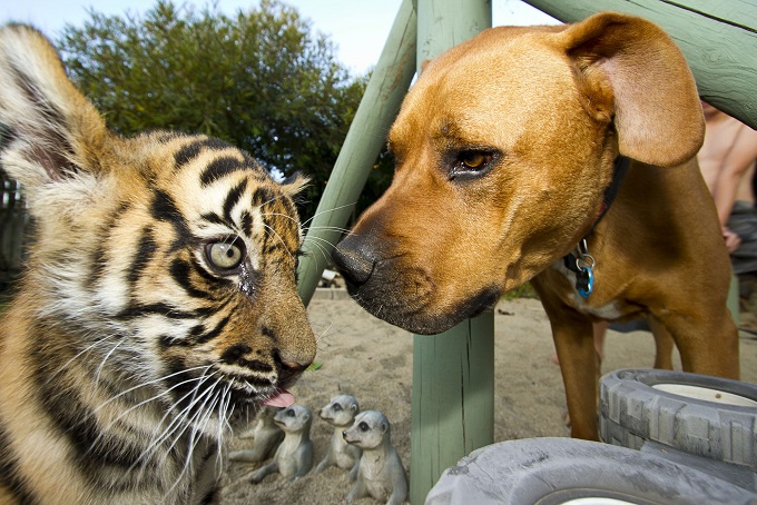 Tigers About the House - Sumatran tiger cub Stripe face to face with the family dog Caesar - Image Credit: BBC